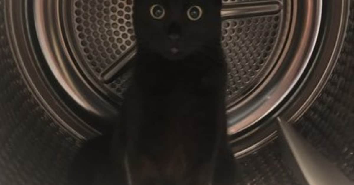 Heb jij Pip, Eem of Winnie gezien? Deze drie huisdieren worden in Goes vermist