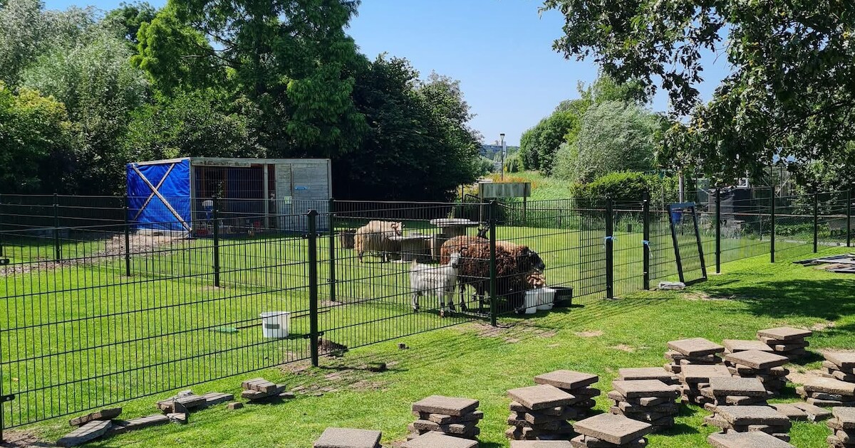 Kinderboerderij 't Sparretje in Maassluis sluit deuren door eikenprocessierups