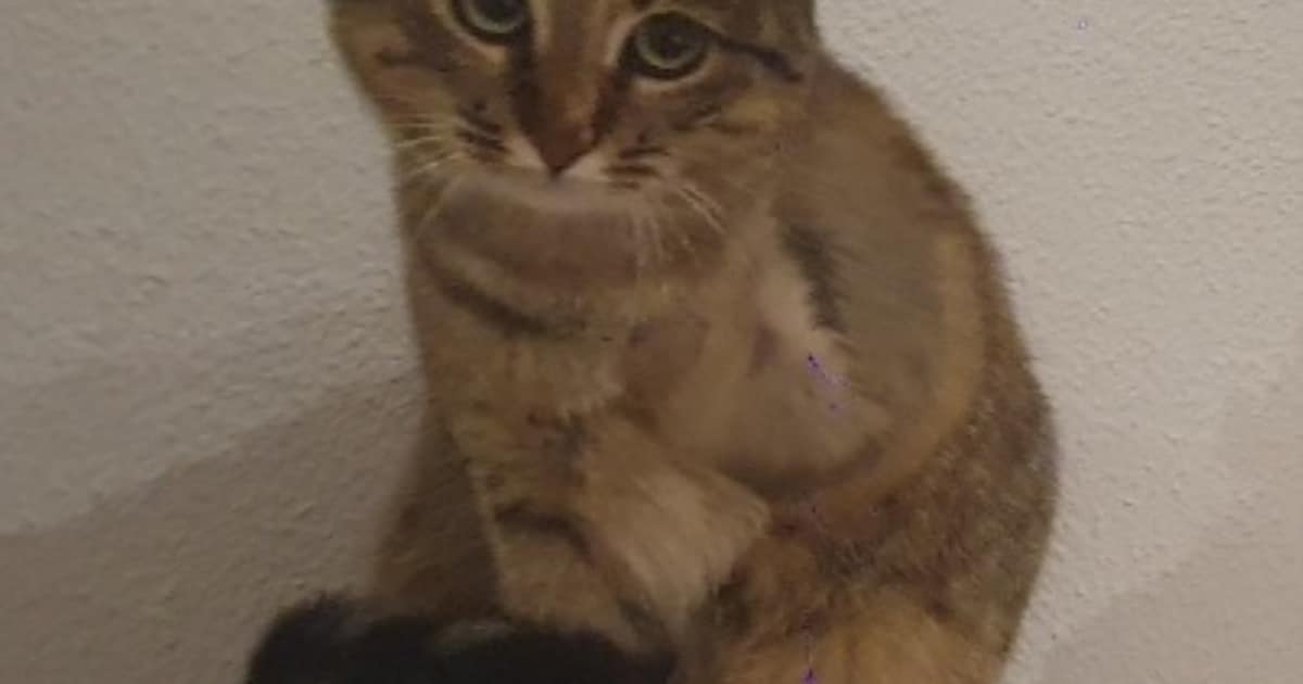 Heb jij Mochi gezien? Dit huisdier wordt in Kerkrade vermist