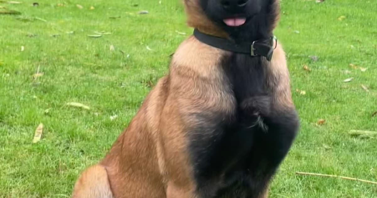 Heb jij Marley gezien? Dit huisdier wordt in Heusden vermist