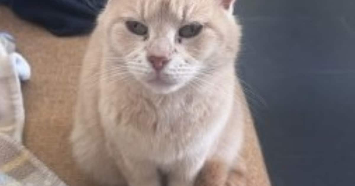 Heb jij Janneke gezien? Dit huisdier wordt in Noord-Beveland vermist