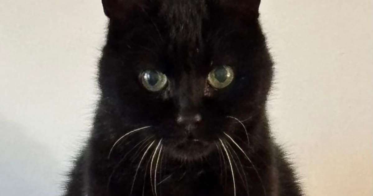 Heb jij Yang, Teffie of Luna gezien? Deze drie huisdieren worden in Gouda vermist