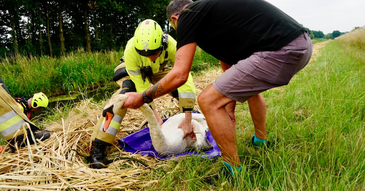 Dierenambulance en brandweer redden gewonde zwaan, mogelijk gebeten door hond