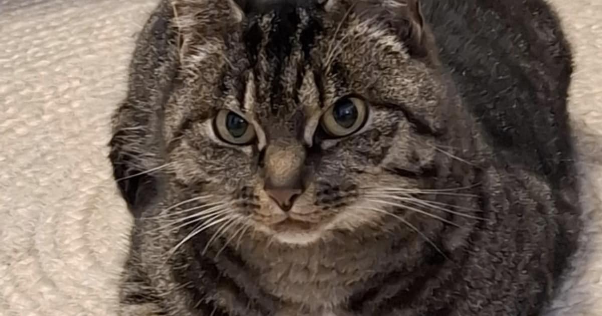 Heb jij Lola of Bella gezien? Deze twee huisdieren worden in Beek vermist