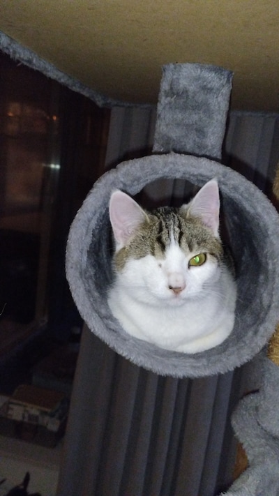 Heb jij Muninn of Senna gezien? Deze twee huisdieren worden in Almelo vermist