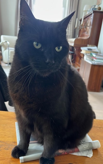 Heb jij Maisie, Pooky of Pip gezien? Deze zeven huisdieren worden in Eindhoven vermist