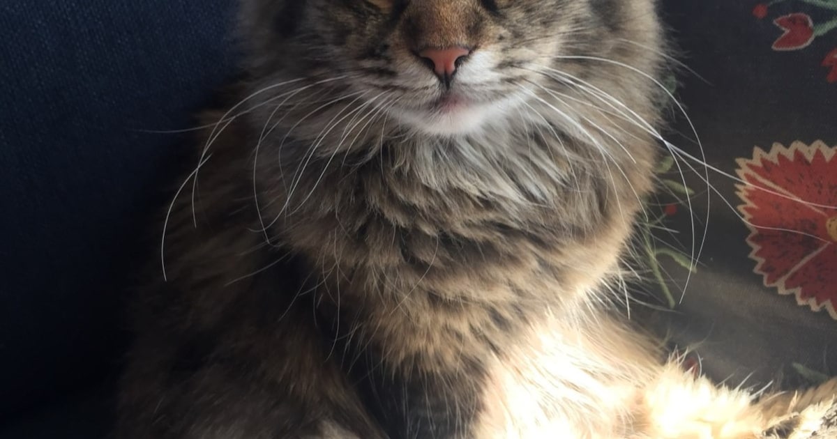 Heb jij Elvy gezien? Dit huisdier wordt in Heerenveen vermist