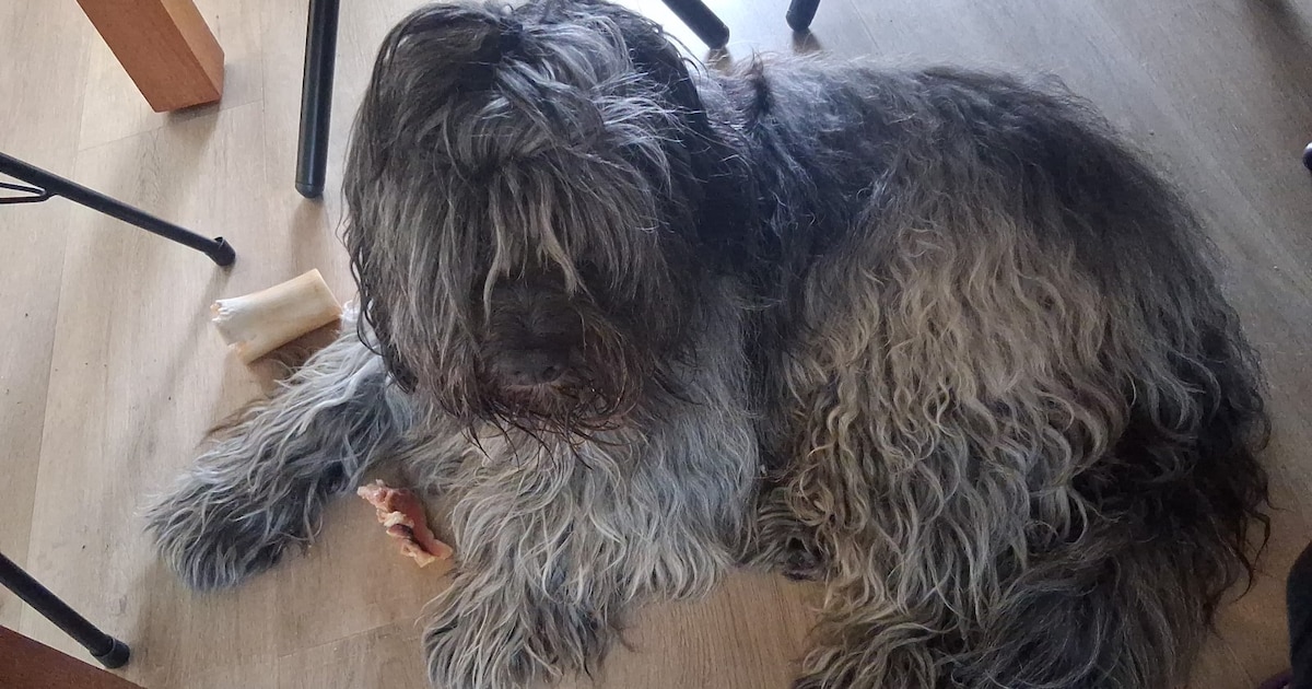 Heb jij Teyke gezien? Dit huisdier wordt in Hellendoorn vermist