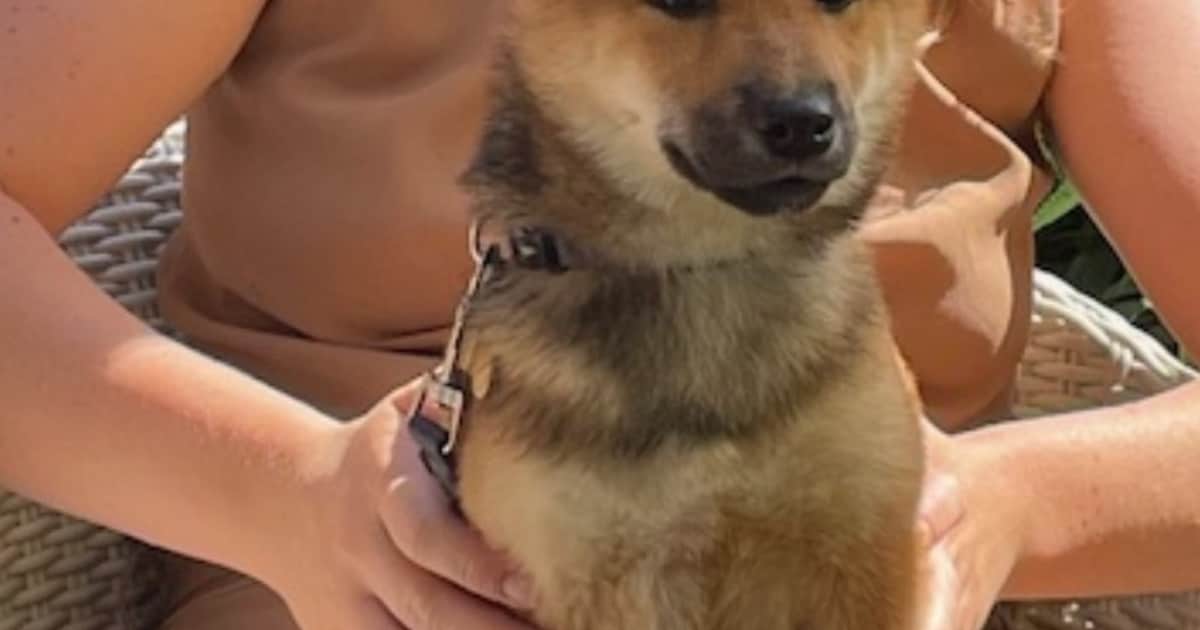 Heb jij Noushi gezien? Dit huisdier wordt in Weststellingwerf vermist