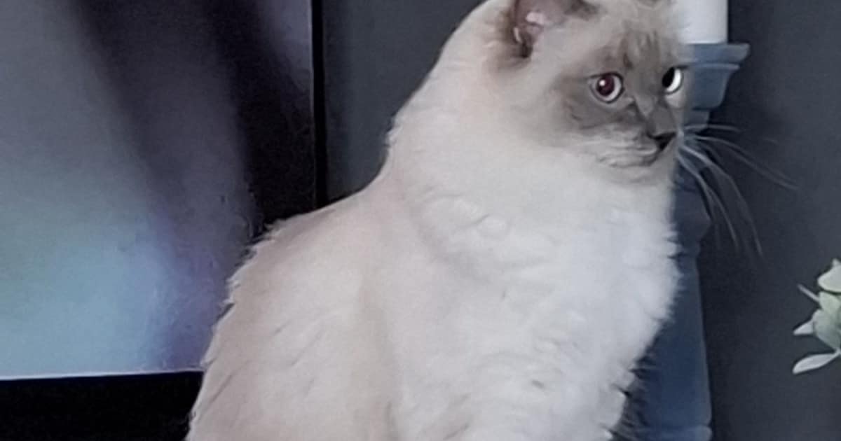 Heb jij Lewis gezien? Dit huisdier wordt in Nissewaard vermist