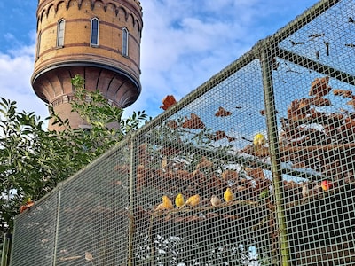Fiet fieuw! Dans mee voor de vogels van de Stadsvolière tijdens dit benefietconcert