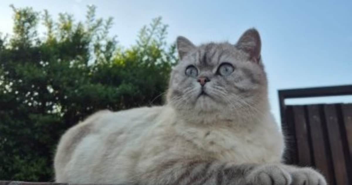 Heb jij Eros of Meisje gezien? Deze twee huisdieren worden in Heerlen vermist