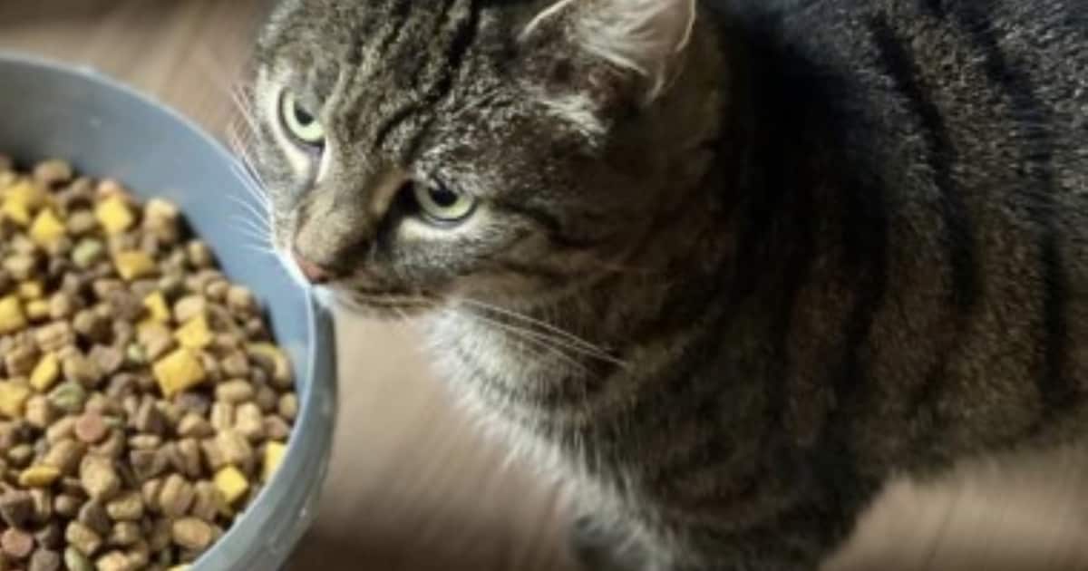 Heb jij Tinka gezien? Dit huisdier wordt in Kerkrade vermist