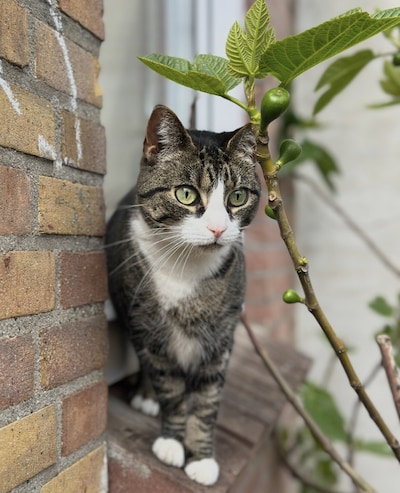 Heb jij Suzu, Kenzo of Kitty gezien? Deze zeven huisdieren worden in Arnhem vermist