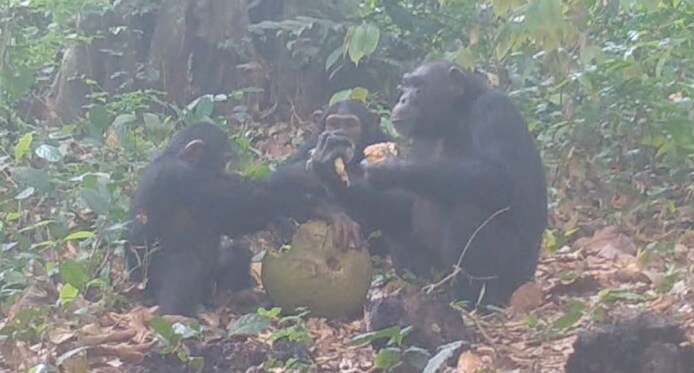 wetenschappers-legden-vast-hoe-chimpansees-alcoholhoudend-fruit-deelden