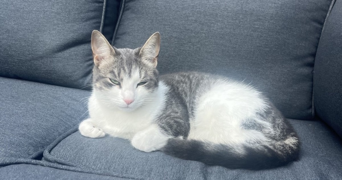 Heb jij Laszlo, Binkie of Milo gezien? Deze drie huisdieren worden in Beverwijk vermist