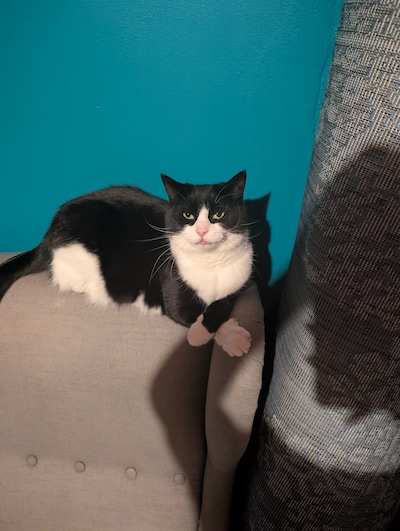 Heb jij Droppie of Jippie gezien? Deze twee huisdieren worden in Ede vermist