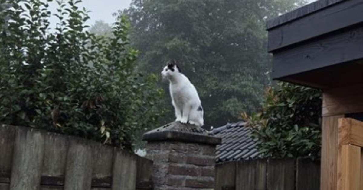 Heb jij Isa gezien? Dit huisdier wordt in Peel en Maas vermist