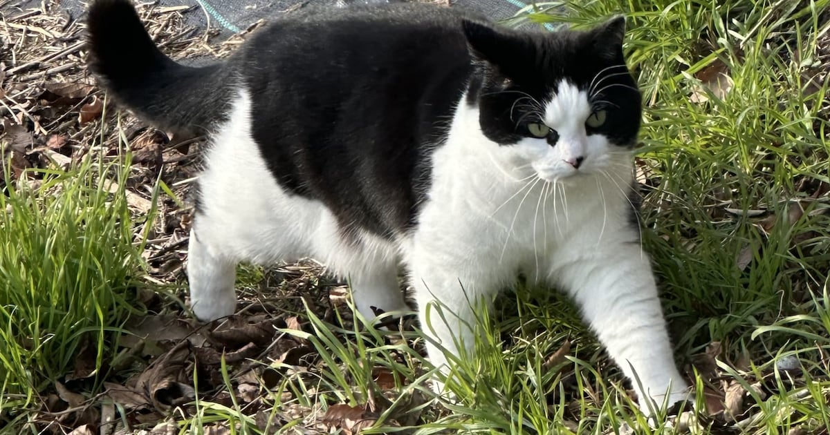 Heb jij Nala gezien? Dit huisdier wordt in Kaag en Braassem vermist