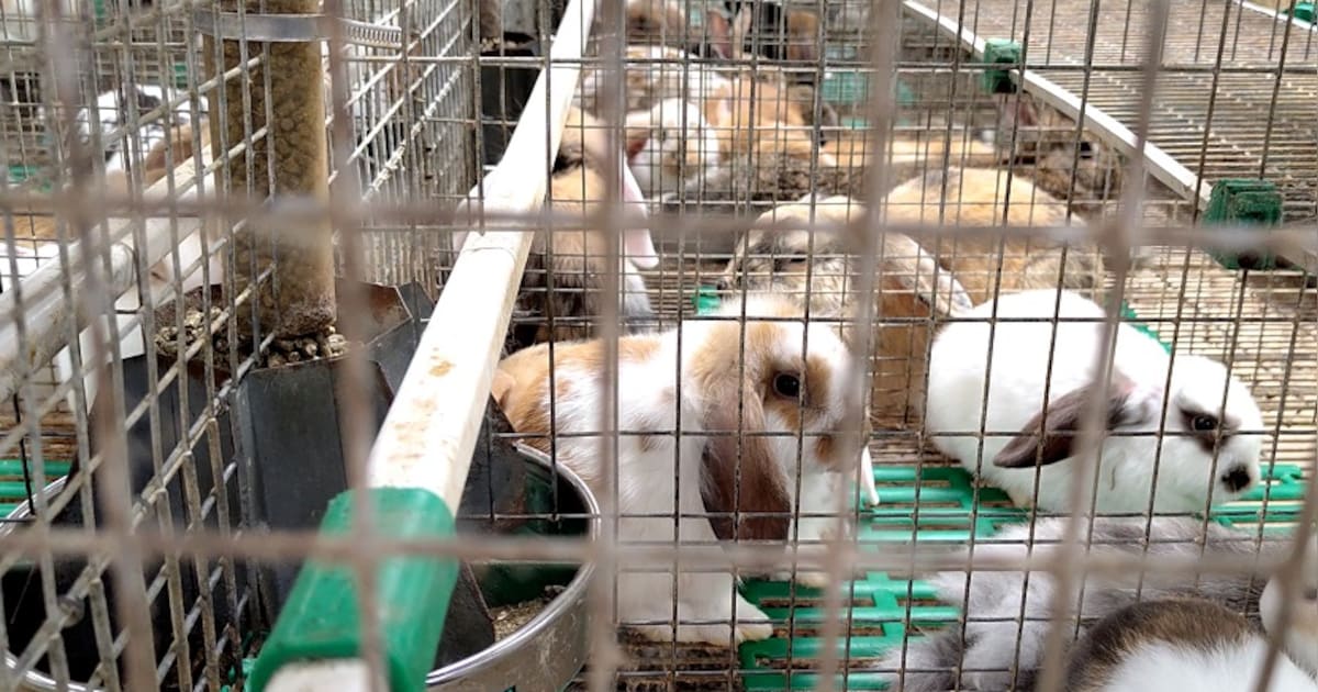 NVWA haalt 1.800 konijnen en tientallen pups weg van bloedhete zolder: ‘Opeens hoorden we geen honde