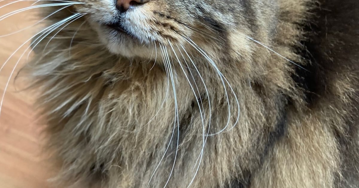 Heb jij Wollie of Dolçe gezien? Deze twee huisdieren worden in Bergen vermist
