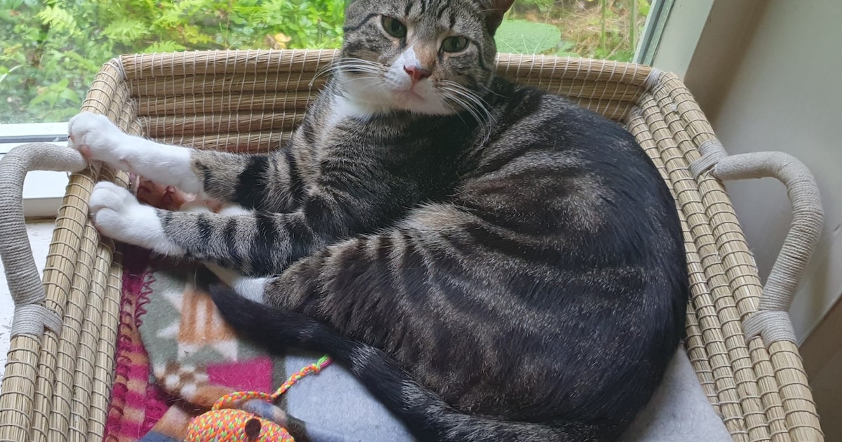 Heb jij Cas gezien? Dit huisdier wordt in Epe vermist