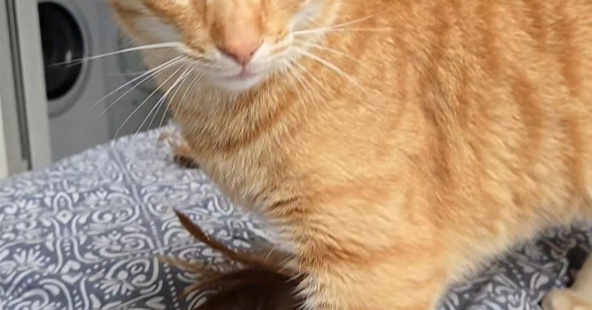 Heb jij Baby gezien? Dit huisdier wordt in Maassluis vermist