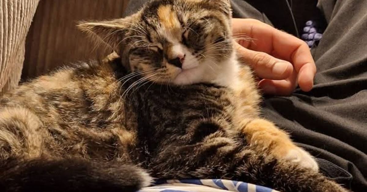 Heb jij Mimi gezien? Dit huisdier wordt in Zaanstad vermist