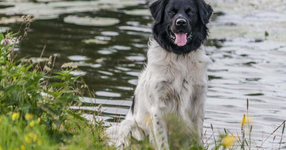 Vermiste honden Bo en Sem dood teruggevonden