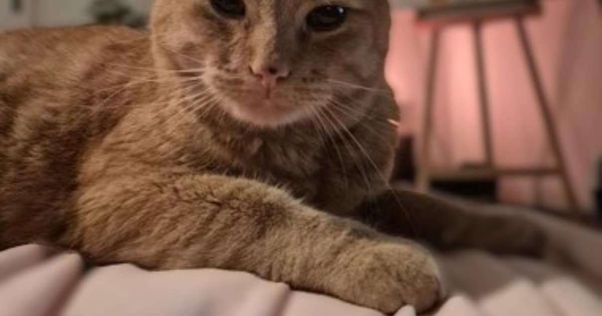 Heb jij Louie gezien? Dit huisdier wordt in Kerkrade vermist