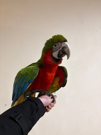 Heb jij Arie gezien? Dit huisdier wordt in Waalwijk vermist