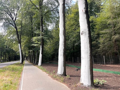 Mysterie: waarom zijn de bomen tegenover de Julianatoren wit gemaakt?