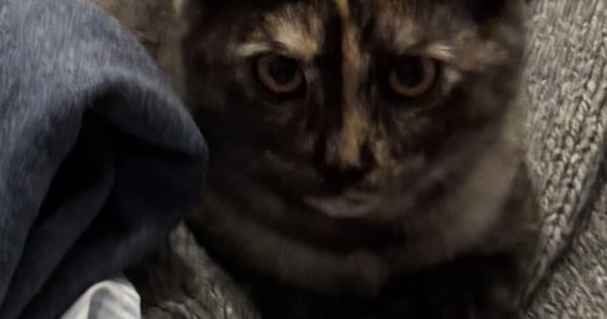 Heb jij Daisy gezien? Dit huisdier wordt in Voorschoten vermist