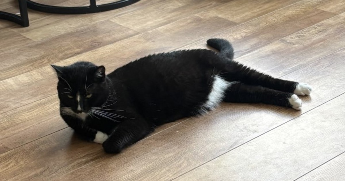 Heb jij Peer of Guus gezien? Deze twee huisdieren worden in Wormerland vermist