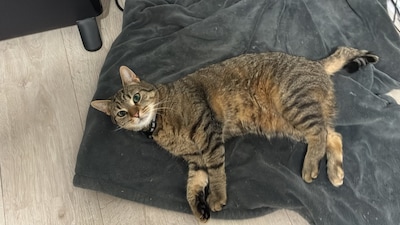 Heb jij Gypsy of Sky gezien? Deze twee huisdieren worden in Kampen vermist