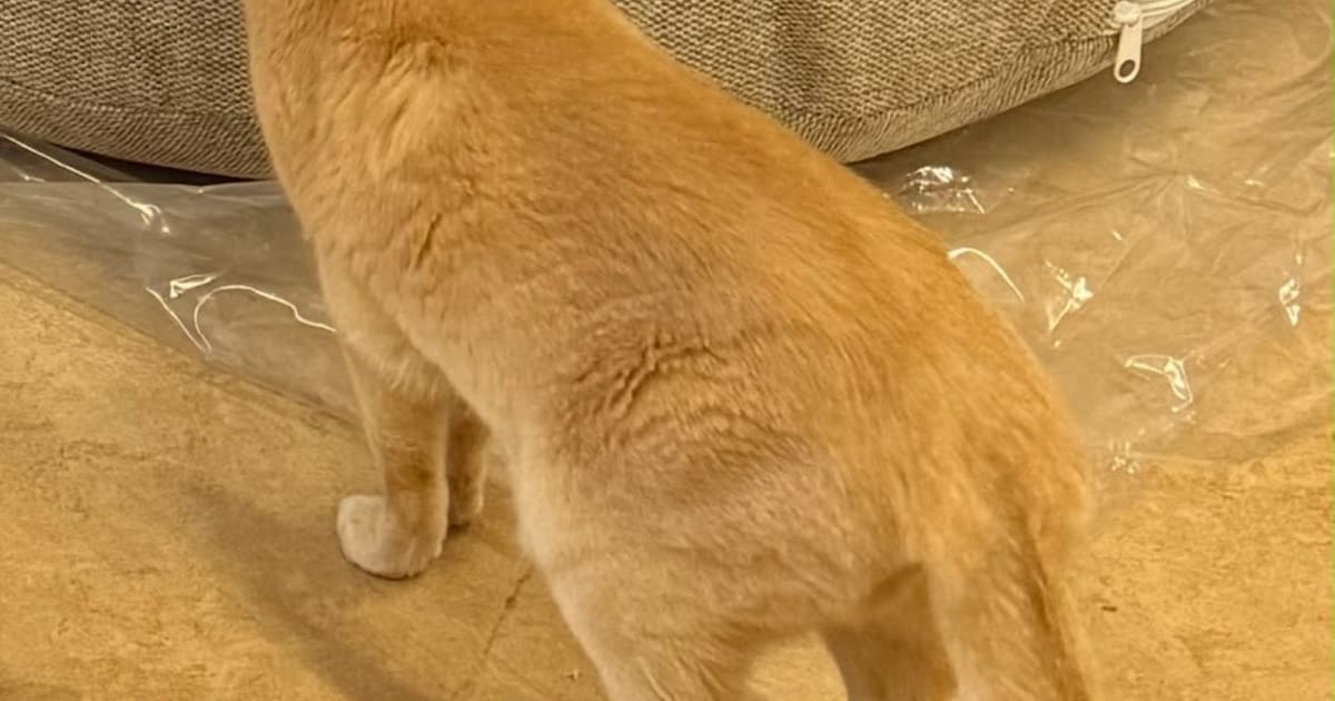 Heb jij Diva of Stippe gezien? Deze twee huisdieren worden in Krimpenerwaard vermist