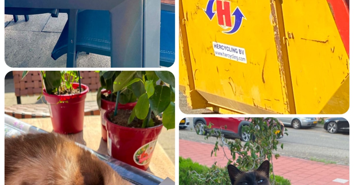 Heb jij Nola of Sammy gezien? Deze twee huisdieren worden in Barendrecht vermist