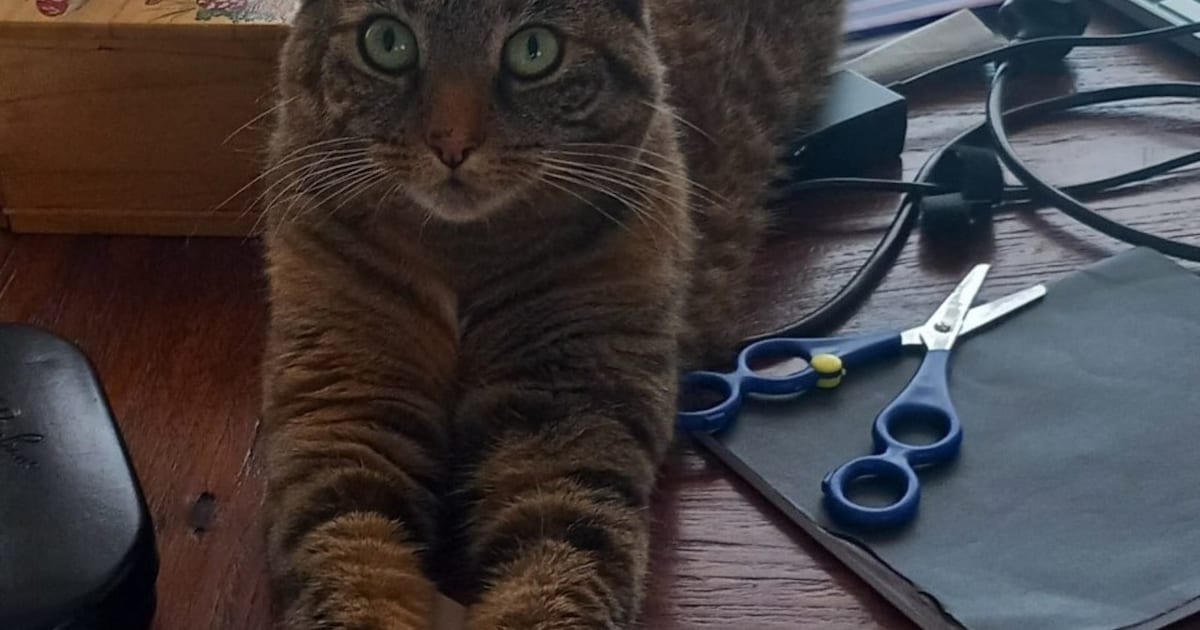Heb jij Coco of Siepie gezien? Deze twee huisdieren worden in Uithoorn vermist