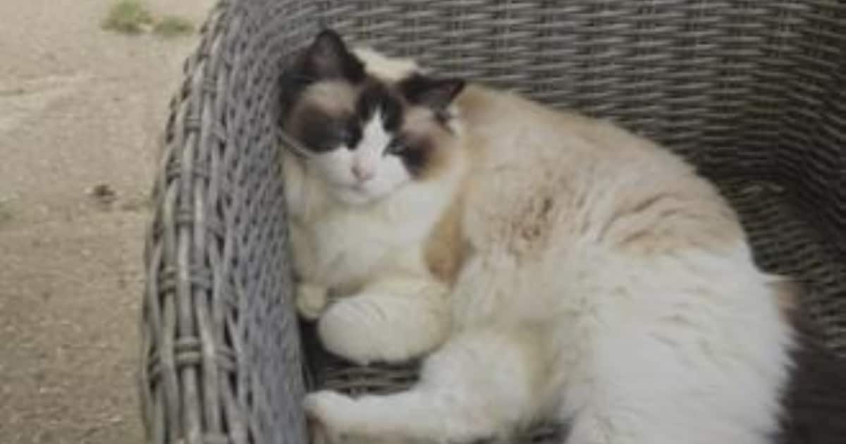 Heb jij James, Bingo of Luna gezien? Deze drie huisdieren worden in Hulst vermist