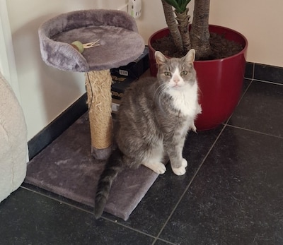 Heb jij Imke, Mollie of Sjors gezien? Deze drie huisdieren worden in Tilburg vermist