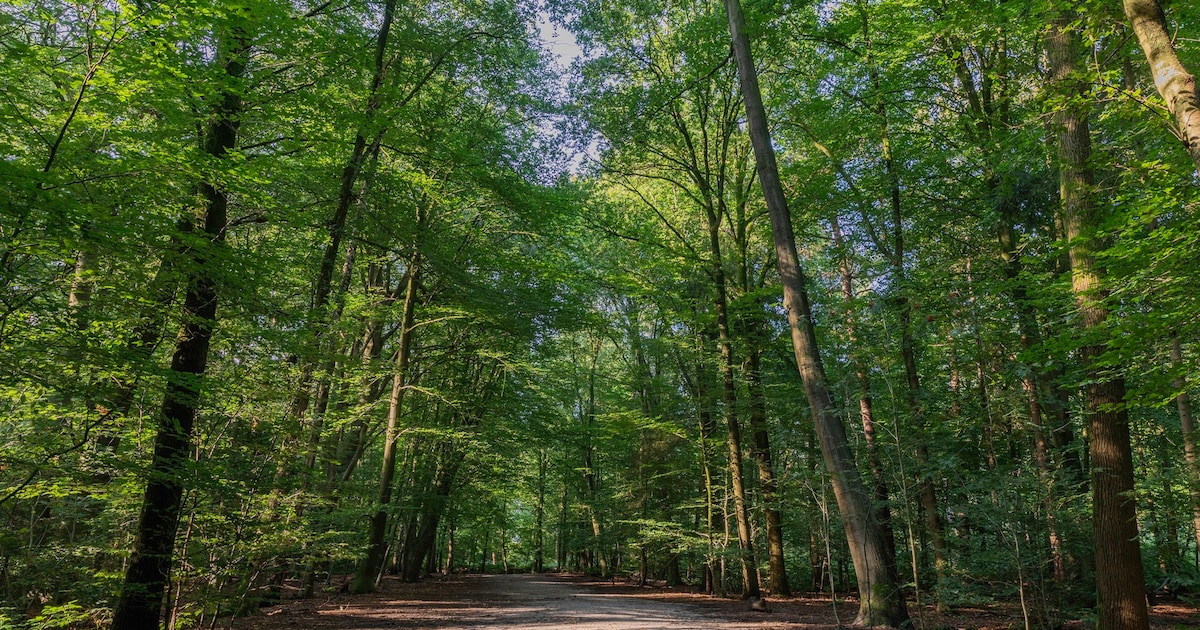 Utrechts Landschap viert 99 jaar natuurbehoud