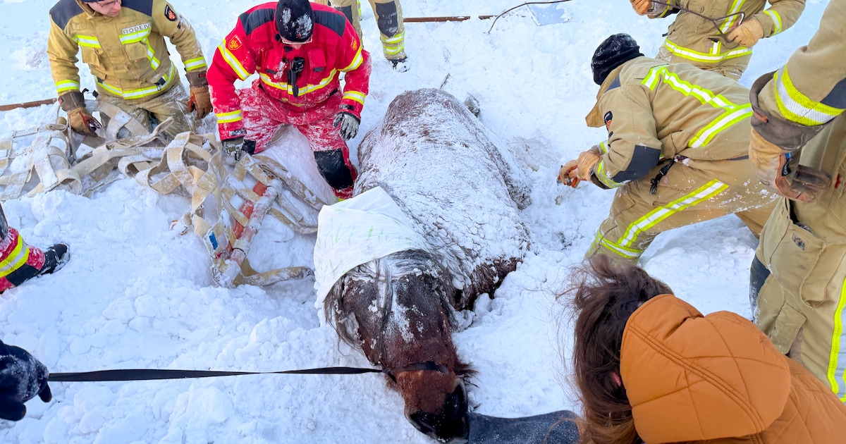 Brandweer redt paard uit besneeuwde sloot in Roderwolde