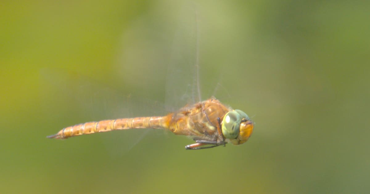 Film ‘De Wilde Waard’ te zien in Streeknatuurcentrum Alblasserbos
