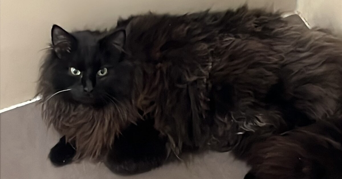 Heb jij Luna gezien? Deze twee huisdieren worden in Maasgouw vermist