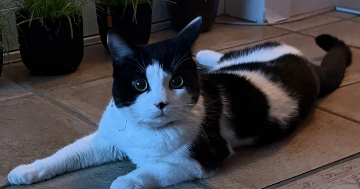 Heb jij Pookie, Frits of Oos gezien? Deze zes huisdieren worden in Barneveld vermist
