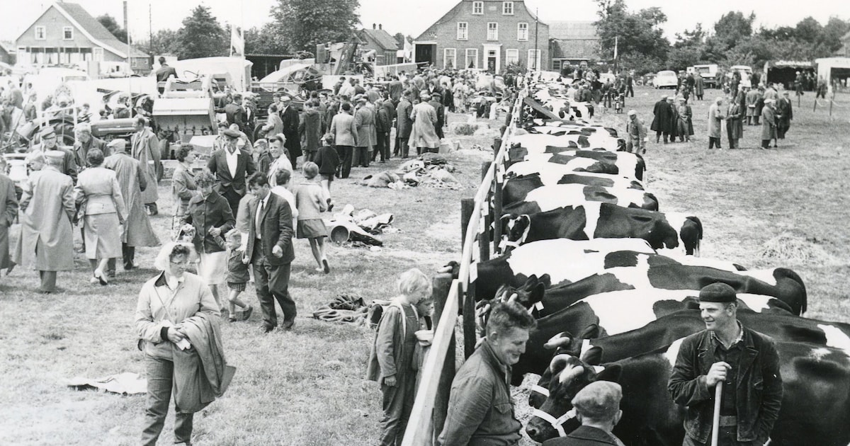 Het succes van buitenlandse zwartbonte koeien leidde tot de behoefte aan een Fokveedag