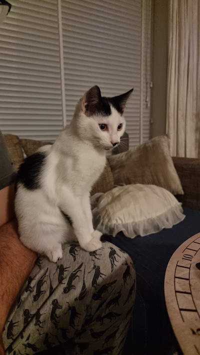 Heb jij Maza of Stitch gezien? Deze twee huisdieren worden in Oss vermist