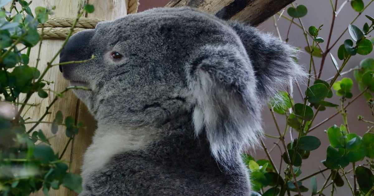 Koalamama overleden in Ouwehands Dierenpark: ‘We houden het jong goed in de gaten’