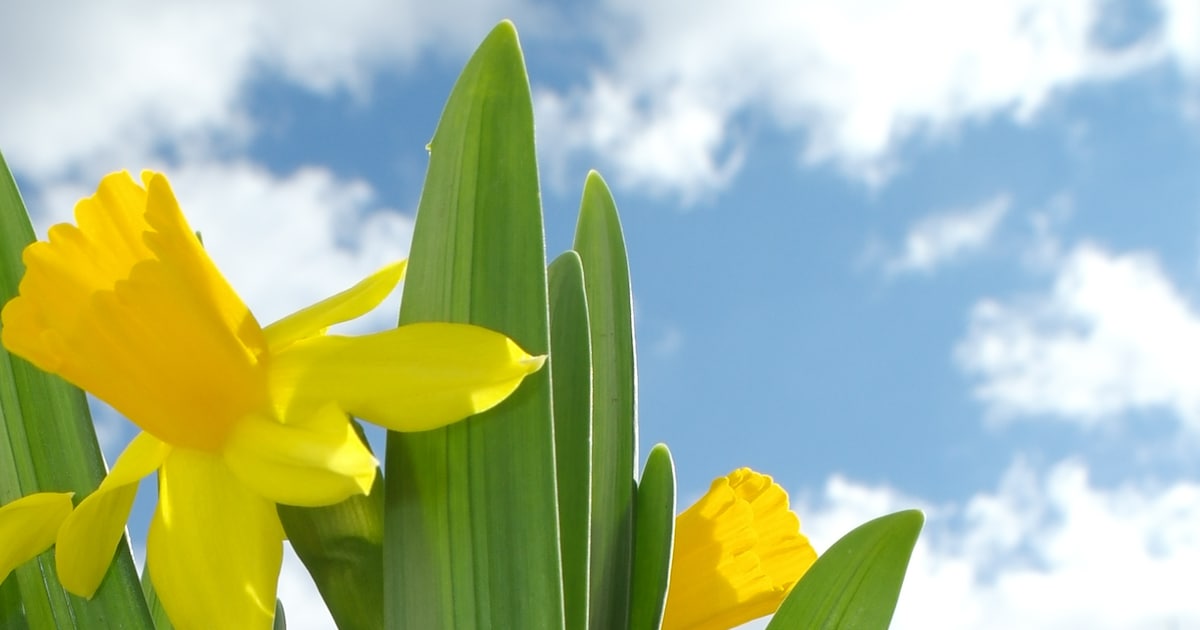Bibliotheek Bruinisse nodigt kinderen uit voor moestuintjes maken