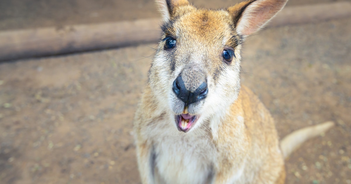 Veldhoven Zoo-wallaby Skippy is na 6 maanden weer thuis: ‘We konden hem zo pakken’